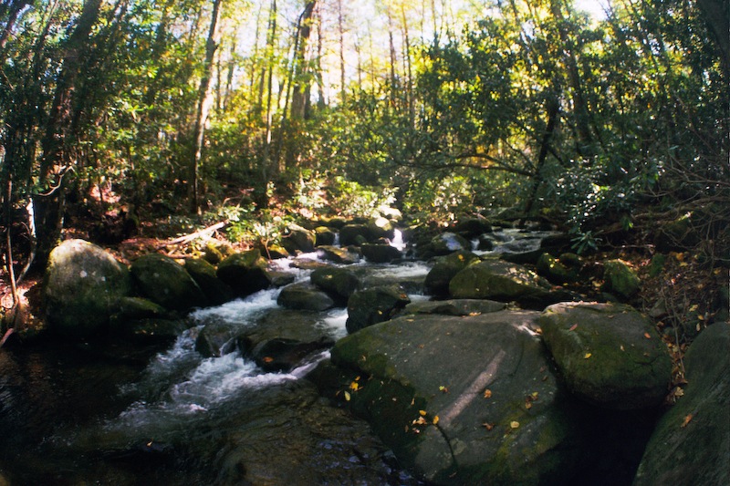 Lower Mt. Cammerer Trail